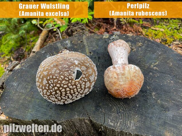 Perlpilz, Rötender Wulstling, Amanita rubescens