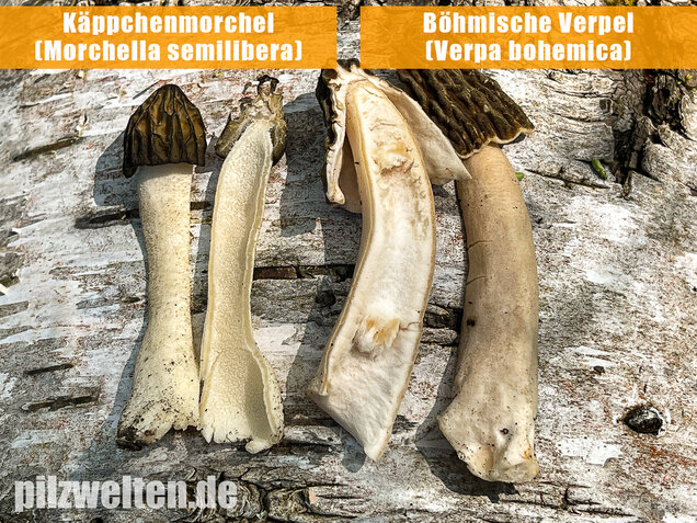 Böhmische Verpel, Verpa bohemica