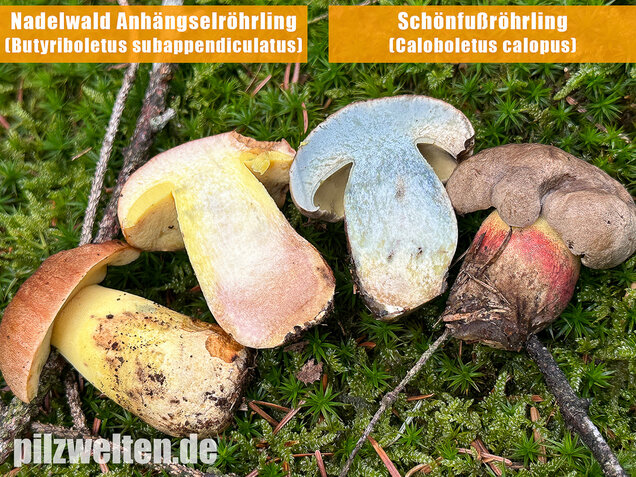 Nadelwald Anhängselröhrling, Gelber Steinpilz, Butyriboletus subappendiculatus
