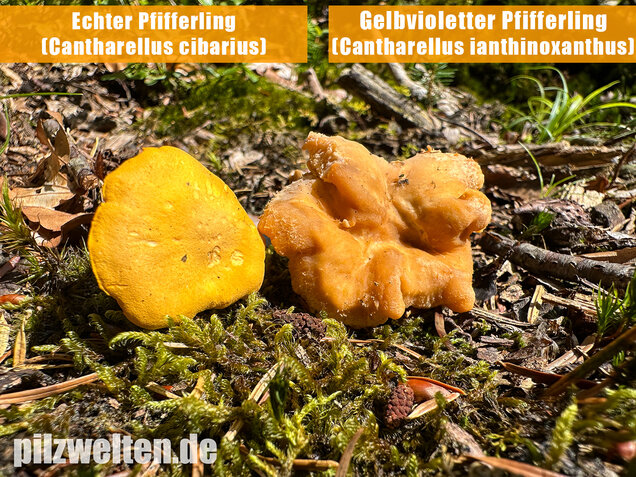 Gelbvioletter Pfifferling, Cantharellus ianthinoxanthus