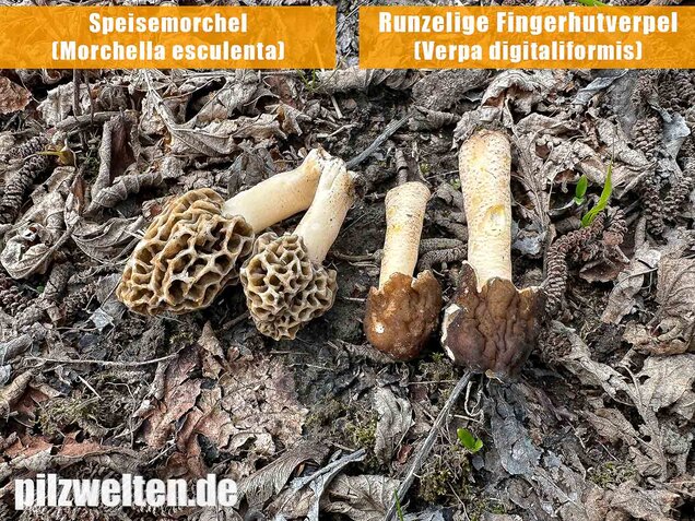 Runzelige Fingerhutverpel, Verpa digitaliformis