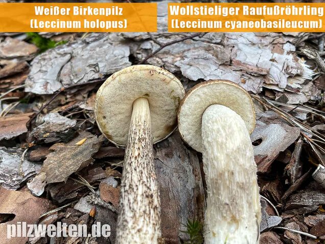 Weißer Birkenpilz, Leccinum holopus