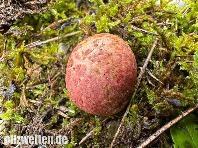 Rötlicher Wurzeltrüffel, Rhizopogon roseolus