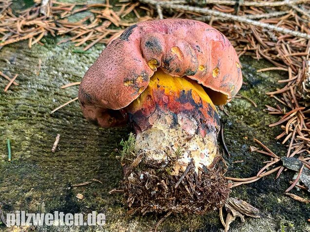 Rosahütiger Schwarzblauender Röhrling