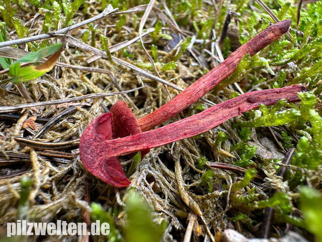 Blutroter Hautkopf, Bluthautkopf, Cortinarius sanguineus