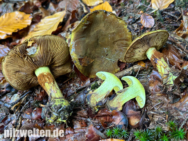 Schwarzgrüner Klumpfuß, Calonarius atrovirens