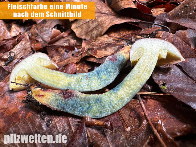 Starkblauender Rotfußröhrling, Xerocomellus cisalpinus