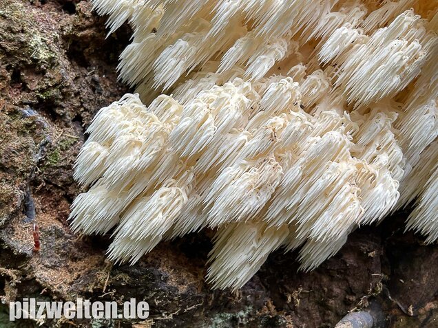 Tannenstachelbart, Hericium flagellum