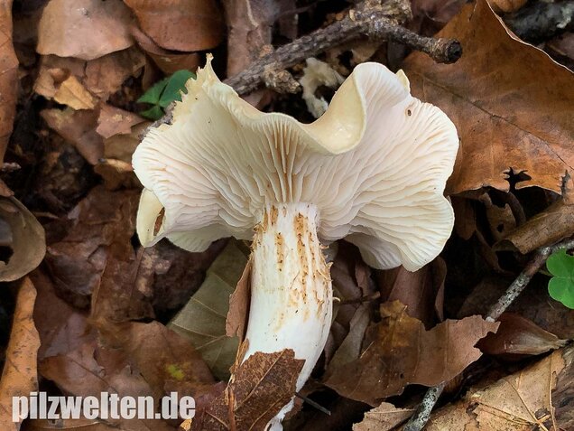 Unverschämter Ritterling, Tricholoma lascivum