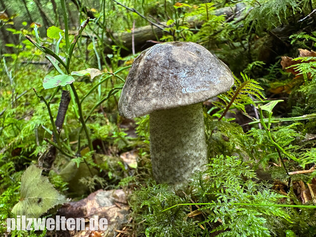 Vielverfärbender Birkenpilz, Leccinum variicolor