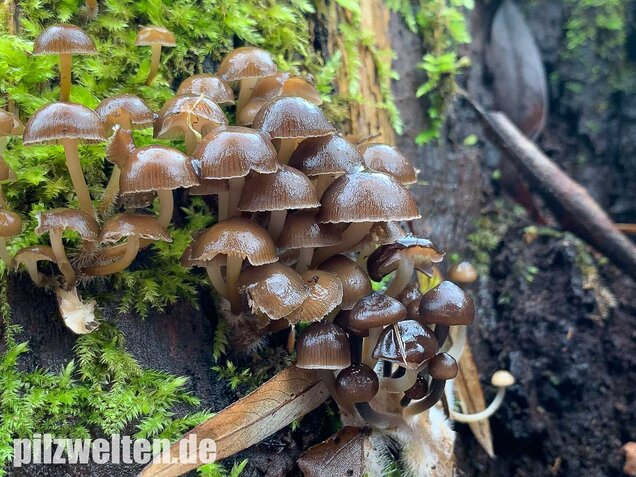 Winter-Helmling, Mycena tintinnabulum