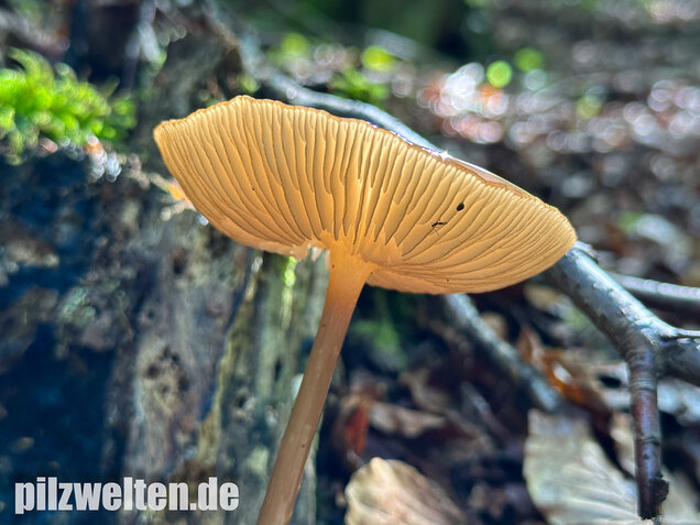 Wurzelnder Schleimrübling, Grubiger Wurzelrübling, Hymenopellis radicata