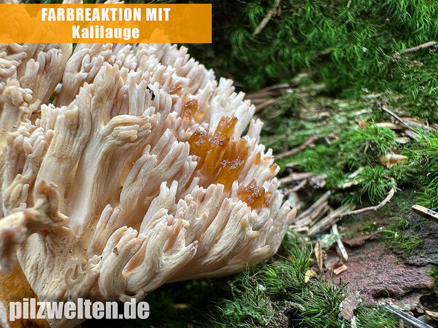 Bauchwehkoralle, Blasse Koralle, Ramaria pallida