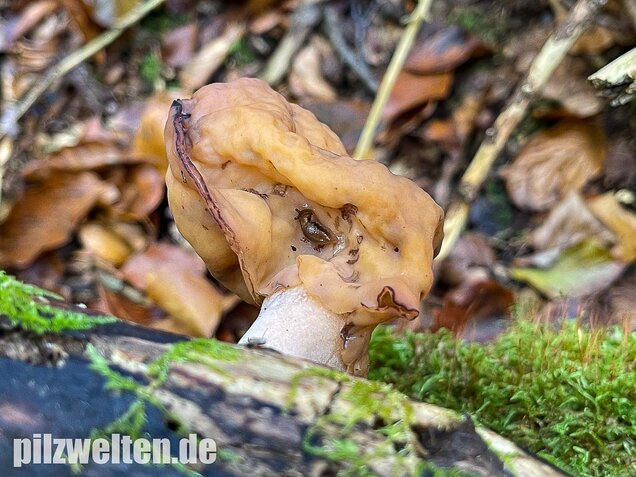 Bischofsmütze, Gyromitra infula