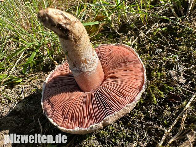 Braunschuppiger Wiesenchampignon, Agaricus moellerianus