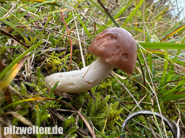 Dattelbrauner Ellerling, Cuphophyllus colemannianus