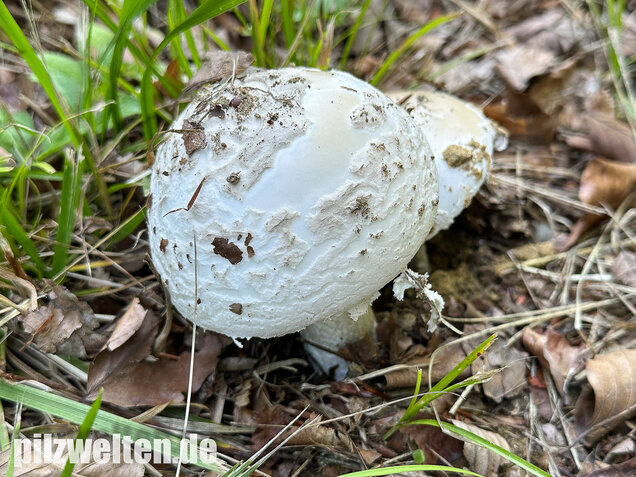 Fransiger Wulstling, Amanita strobiliformis