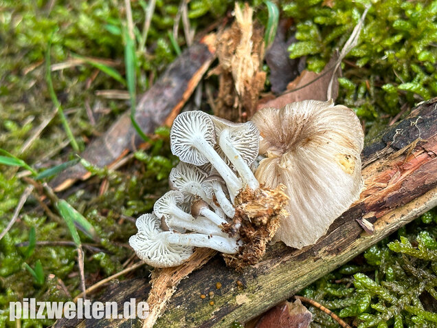 Gestreifter Nabeling, Gelbblättriger Nabeling, Gerronema strombodes