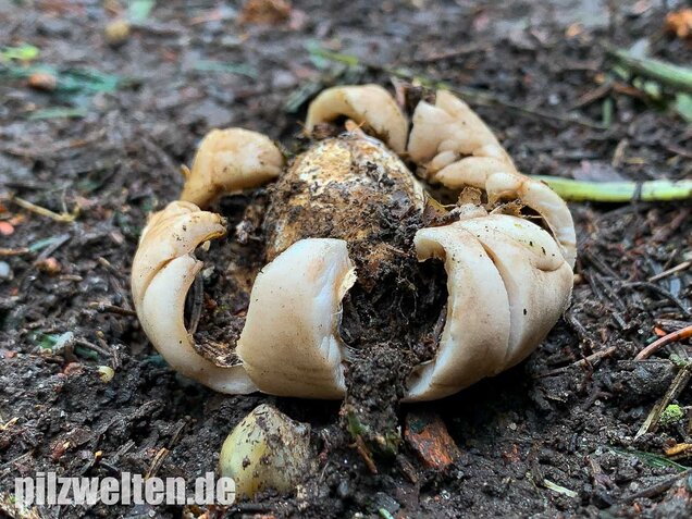 Gewimperter Erdstern, Geastrum fimbriatum