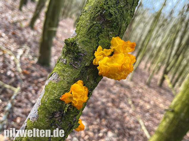 Goldgelber Zitterling, Yellow Brain Fungus, Tremella mesenterica