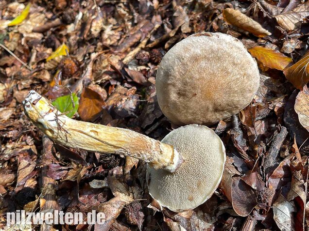 Grauer Lärchenröhrling, Suillus viscidus