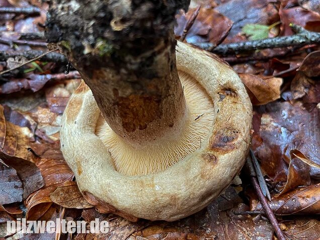 Großer Krempling, Paxillus validus