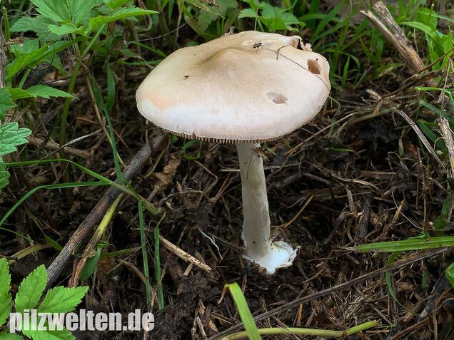 Großer Scheidling, Volvopluteus gloiocephalus