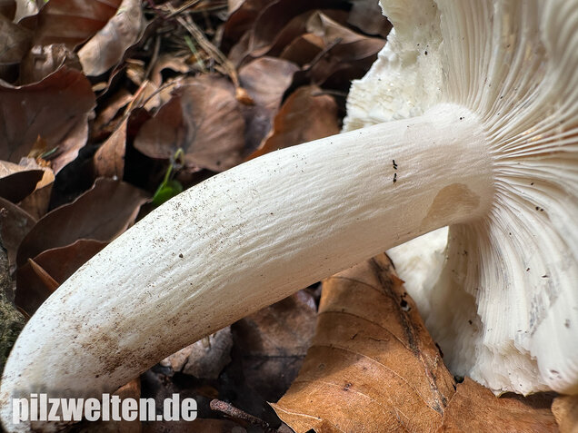 Grüner Speisetäubling, Russula heterophylla