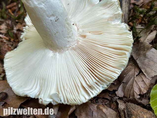 Grüngefelderter Täubling, Russula virescens