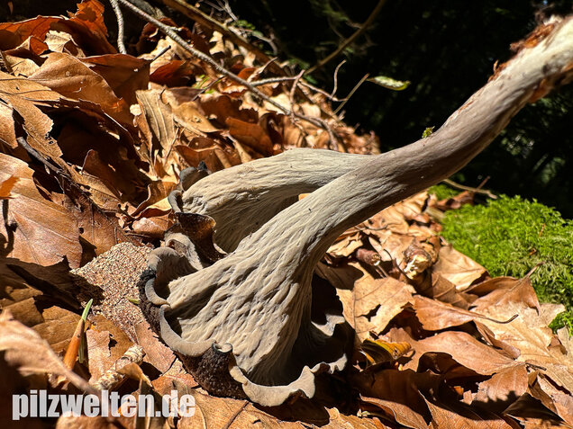 Herbsttrompete, Totentrompete, Craterellus cornucopioides