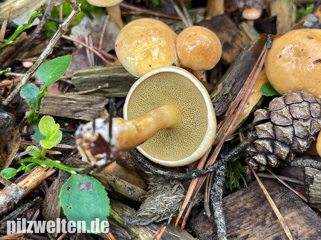 Kuhröhrling, Suillus bovinus