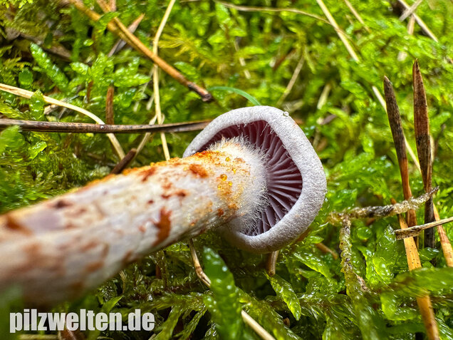 Kupferschuppiger Dickfuß, Cortinarius spilomeus