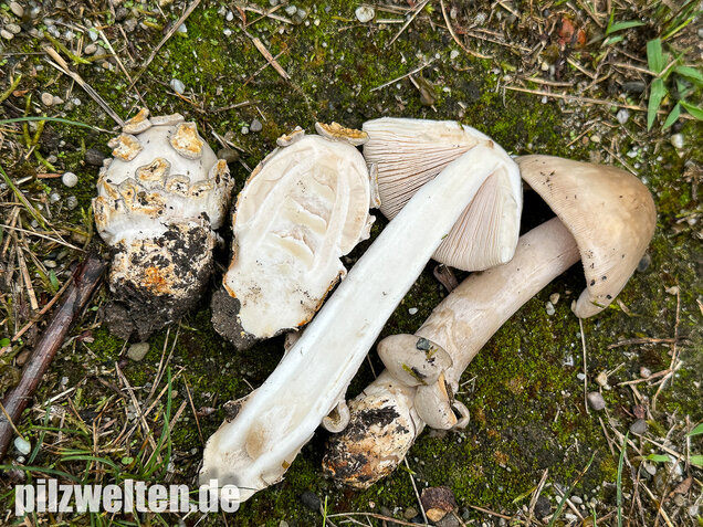 Ockergrauer Scheidenstreifling, Ockergrauer Riesenstreifling, Amanita lividopallescens