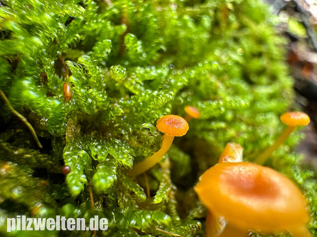 Orangeroter Heftelnabeling, Gelber Moosnabeling, Rickenella fibula