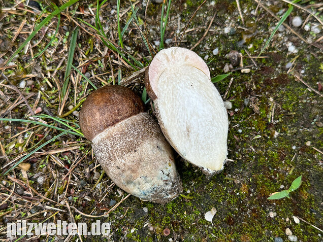 Pappel-Raufuß, Leccinum duriusculum