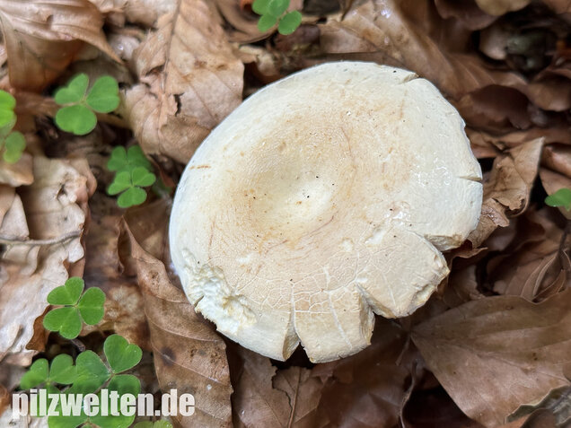Pfeffermilchling, Lactifluus piperatus