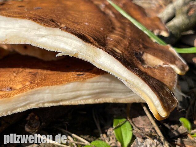 Riesenporling, Meripilus giganteus