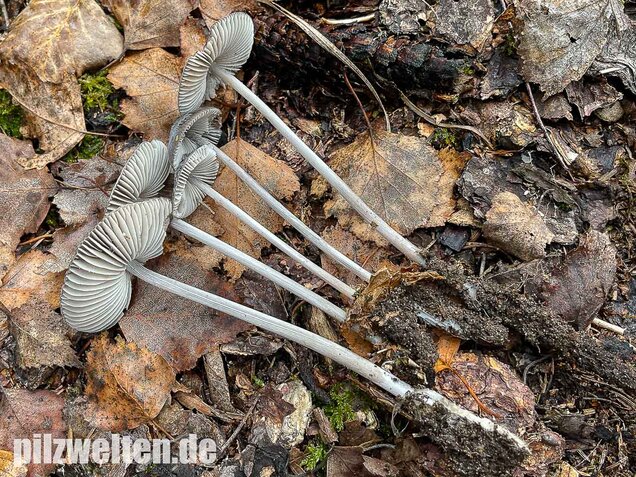 Rillstieliger Helmling, Mycena polygramma
