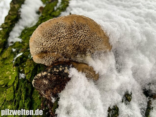 Rötende Tramete, Daedaleopsis confragosa
