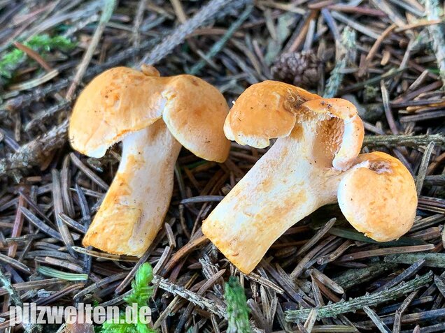 Rostgelber Semmelstoppelpilz, Hydnum rufescens