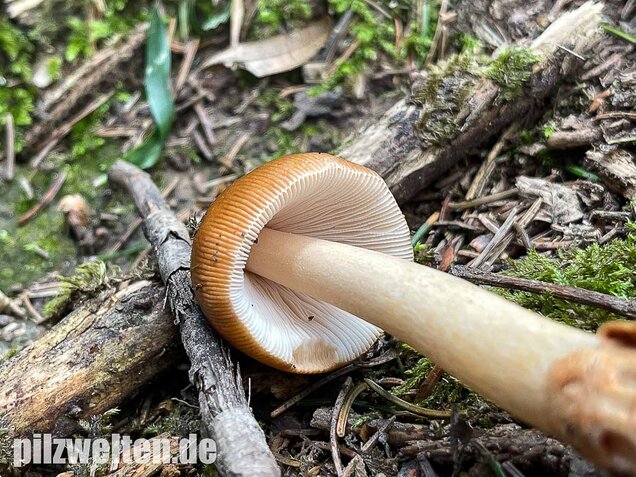 Rotbrauner Scheidenstreifling, Amanita fulva