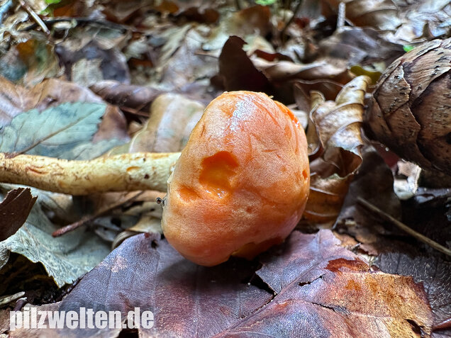 Safranroter Schüppling, Safranschüppling, Pyrrhulomyces astragalinus