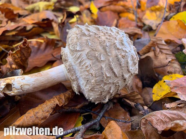 Olivbrauner Safranschirmling, Wald-Safranschirmling, Chlorophyllum olivieri