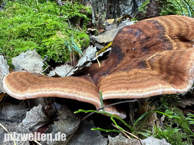 Schwarzgebänderter Harzporling, Nadelholzharzporling, Ischnoderma benzoinum