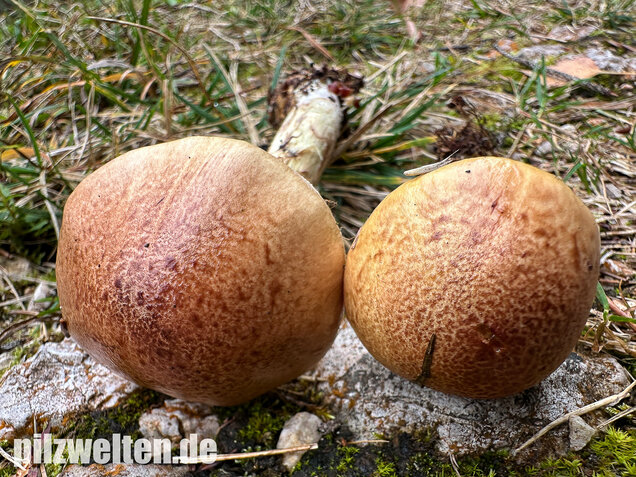 Stinkender Schleimkopf, Gelber Schleimkopf, Phlegmacium mussivum