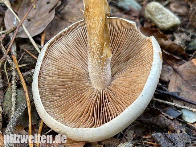 Tonblasser Fälbling, Hebeloma crustuliniforme