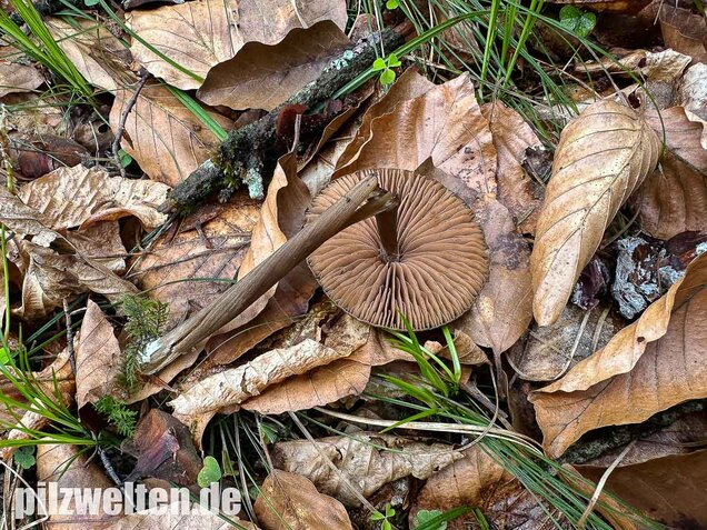 Traniger Rötling, Gebrechlicher Glöckling, Entoloma hirtipes