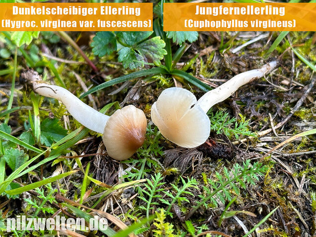 Dunkelscheibiger Ellerling, Hygrocybe virginea var. fuscescens