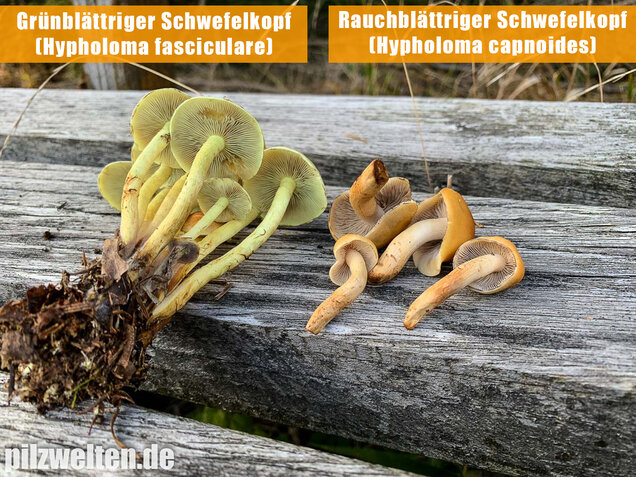 Rauchblättriger Schwefelkopf, Hypholoma capnoides