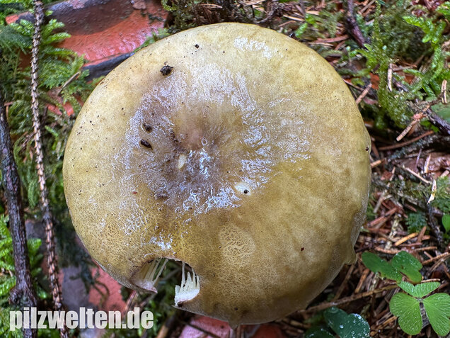 Violettstieliger Pfirsichtäubling, Russula violeipes